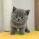 울산 고양이분양 미유펫 | 울산삼산동고양이분양 미유펫을 선택한 이유