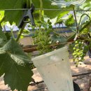 도곡농장2 이미지