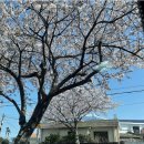 제대마을 (제주대학교 입구방면) | [공지] 도민 5년 차 제주 벚꽃 명소 추천 &amp; 제주 실시간 벚꽃 현황