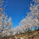 충주체육관 화장실(우) | [충주] 벚꽃 숨은 명소 사직산 도시바람길숲 4월 5일 만개 후기 (사직산-호암지 산책 코스)