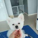 두부네 펫살롱 이미지