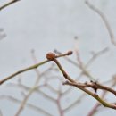 은행나무작은도서관 | 은행나무어린이도서관 비올라와 데이지 심어 봄맞이 하는 시간