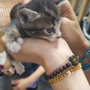 유카센타 이미지