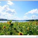 해바라기어린이공원 이미지