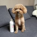 킹콩플라워 이미지