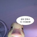 설빙강릉