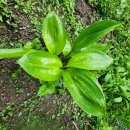 두메유기농원 이미지