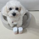 엠케이펫
