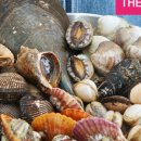 조개생칼국수 이미지