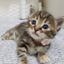 뽀시래기 이미지