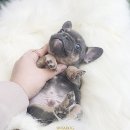 언제나강아지 이미지