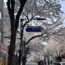 지에스25 송파풍납 | [풍납 항아리호프] 벚꽃축제 벚꽃길 야장 강동구청 천호야장 골뱅이무침 후기 사랑채 근처 야장