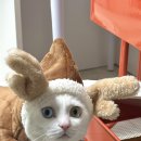 수다라떼 상담 이미지