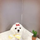 담비미용실 이미지