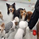 으뜸반려견유치원 | 츄이의 삶, 25/07 여름 안에서