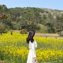 슬도주차장 | 울산 슬도 유채꽃 개화상황 주차장 부산 근교 봄꽃 명소 후기