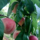 소성농장 | 영덕 대게 복숭아? 달콤 딱딱 대극천 납작 복숭아 선물 후기