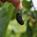 송음농장 이미지