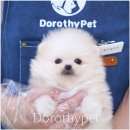 천안 강아지분양 도로시펫 이미지