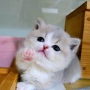 먼치킨