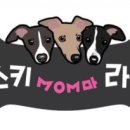 개스키라빈스 네이버블로그