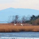 을숙도 생태공원 이미지