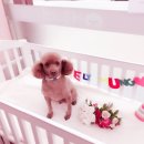 러블리멍 이미지