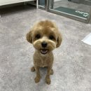 멍블리 펫살롱 이미지