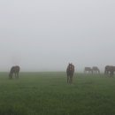 말무리목장 이미지