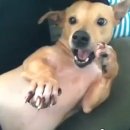 강아지PC 이미지