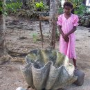 대왕조개 [Giant clam (Tridacna gigas)] 이미지