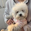 민츄츄 네이버블로그