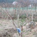 청솔농장 이미지