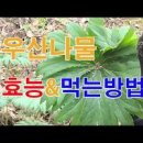 우산나물 효능 우산나물 이미지