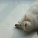 멍멍이다방 이미지