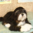 행운켄넬 이미지