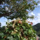 하늘담쟁이 이미지