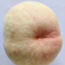 백경농장 | 9월달 딱딱이 대백경 백도 복숭아 시식 후기