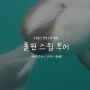 하주글로벌 | [뉴질랜드/남섬]카이코우라 돌핀스윔 투어::야생 돌고래 수영 예약·가격·꿀팁 총정리