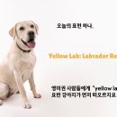 옐로우랩(Yellow Lab)