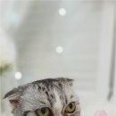 꿈꾸는강아지 네이버블로그
