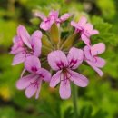 마음의 위안+ 타로카드 배우기 | 타로배우기 마이너 컵(CUps)8번 해석