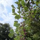 들레목장 이미지