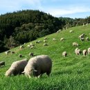 흔들목장 이미지