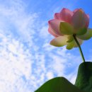 연꽃이야기 이미지