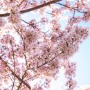 청풍경로당 | 3년차 제주도민이 추천하는 숨겨진 동쪽(화북, 조천) 벚꽃명소 + 근처 디저트카페 추천까지!