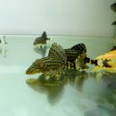 로얄수족관 이미지