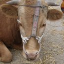 참나무쟁이 이미지