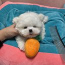 럽댕 강아지분양 이미지