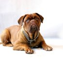 양주24시해든동물의료센터 이미지